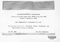 Nephromium resupinatum image